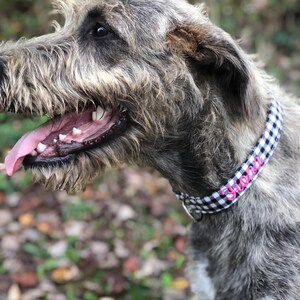 May include: A close-up of a dog with gray and brown fur, wearing a black and white checkered collar. The collar has the name "Siona" in pink lettering. The dog's mouth is open, showing its tongue and teeth.