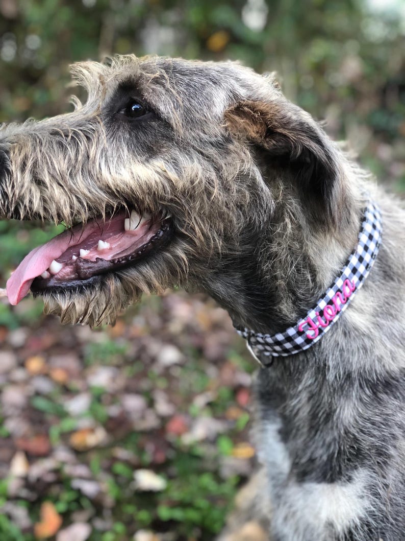 May include: A close-up of a dog with gray and brown fur, wearing a black and white checkered collar. The collar has the name "Siona" in pink lettering. The dog's mouth is open, showing its tongue and teeth.