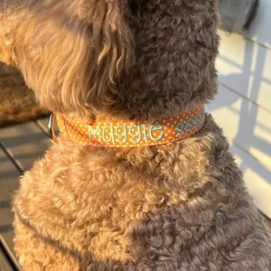May include: An orange dog collar with a white polka dot pattern featuring the embroidered name Maggie and a numerical sequence in light blue thread. The collar is worn around the neck of a curly-haired, light brown dog, showing a metal D-ring.