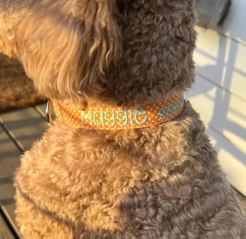 May include: An orange dog collar with a white polka dot pattern featuring the embroidered name Maggie and a numerical sequence in light blue thread. The collar is worn around the neck of a curly-haired, light brown dog, showing a metal D-ring.