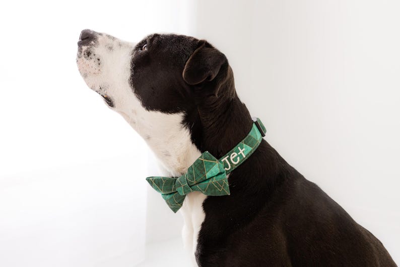 May include: A black and white dog wearing a green collar and bow tie. The collar is embroidered with the name "Jet" in white. The bow tie and collar have a geometric pattern.