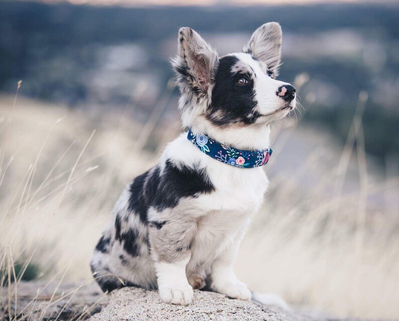 Blue Floral Dog Collar Embroidered Dog Collar Personalized Etsy Canada