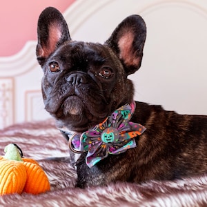 May include: A black brindle French Bulldog wearing a Halloween-themed flower collar with a pumpkin toy. The dog is lying on a faux fur surface with a pink background. The collar has a pumpkin and ghost design.