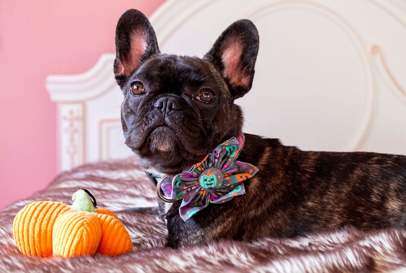 May include: A black brindle French Bulldog wearing a Halloween-themed flower collar with a pumpkin toy. The dog is lying on a faux fur surface with a pink background. The collar has a pumpkin and ghost design.