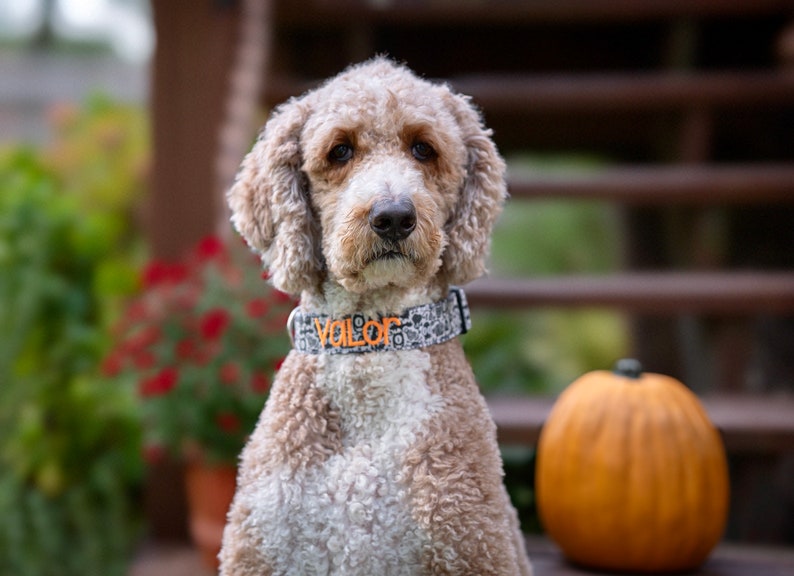 Celebrate spooky season in style with this Halloween ghost collar from Duke & Fox®. Featuring a playful black and white ghost print with vibrant orange embroidery, it perfectly blends festive fun and everyday wear. Each collar is handcrafted from durable cotton with high-quality hardware for lasting comfort and charm. Add custom embroidery to make it uniquely yours — a bold, seasonal accessory handmade in Tennessee.
