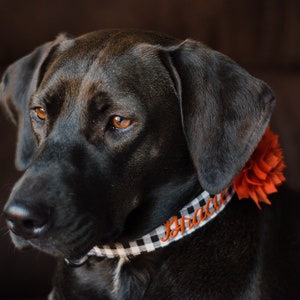 Embroidered Dog Collar by Duke and Fox. Custom Dog Collar. Engraved Dog Collar. Personalized Dog Collar by Duke & Fox. Dog Collar with Name and Phone number. Dog ID. Black lab modeling black gingham collar with name and a flower.