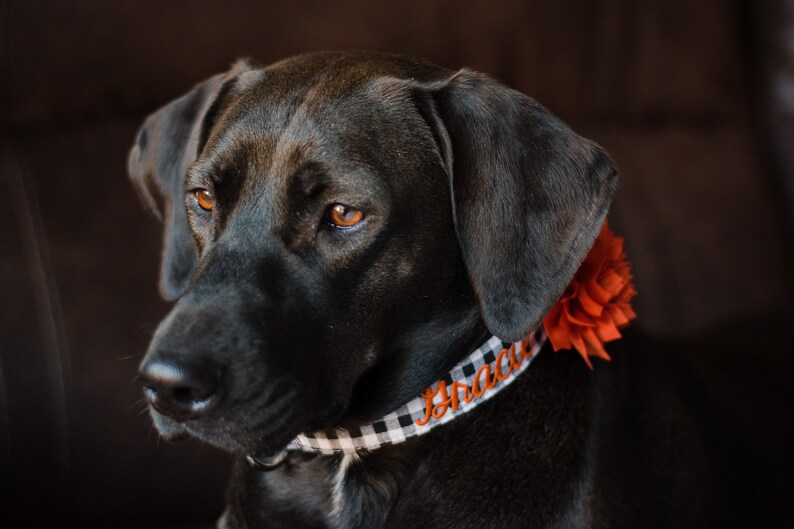Embroidered Dog Collar by Duke and Fox. Custom Dog Collar. Engraved Dog Collar. Personalized Dog Collar by Duke & Fox. Dog Collar with Name and Phone number. Dog ID. Black lab modeling black gingham collar with name and a flower.