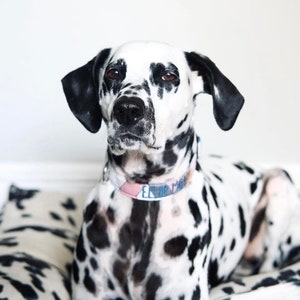 Fall Collar, Embroidered Dog Collar, Personalized Dog Collar, Geometric Dog Collar, Collar, Polka Dot Collar, Engraved Collar, Dog Collars image 8