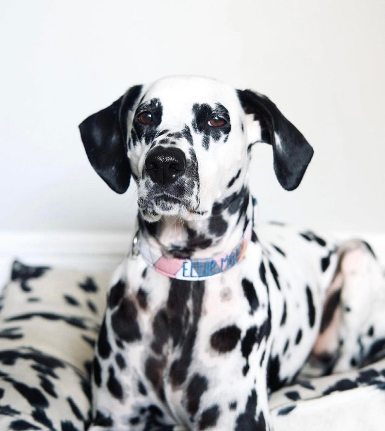Fall Collar, Embroidered Dog Collar, Personalized Dog Collar, Geometric Dog Collar, Collar, Polka Dot Collar, Engraved Collar, Dog Collars image 8