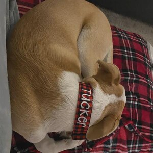 May include: A tan and white dog curled up while wearing a red and black buffalo plaid collar. The collar features the name Tucker embroidered in white capital letters along the center of the fabric strap, which is positioned around the neck.