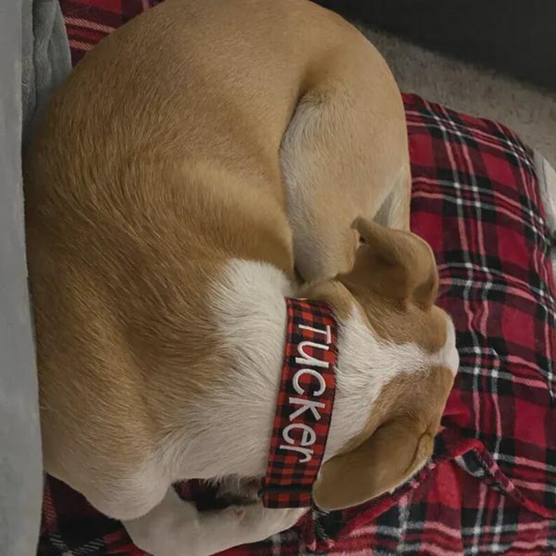 May include: A tan and white dog curled up while wearing a red and black buffalo plaid collar. The collar features the name Tucker embroidered in white capital letters along the center of the fabric strap, which is positioned around the neck.