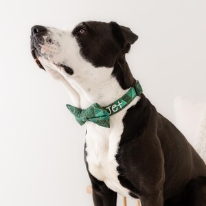 May include: A black and white dog wearing a green plaid bow tie collar with the name "Jet" embroidered on it. The dog is looking up, with a white background and a white pillow in the background.