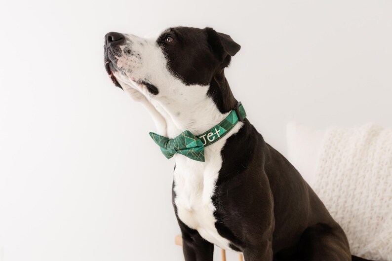 May include: A black and white dog wearing a green plaid bow tie collar with the name "Jet" embroidered on it. The dog is looking up, with a white background and a white pillow in the background.