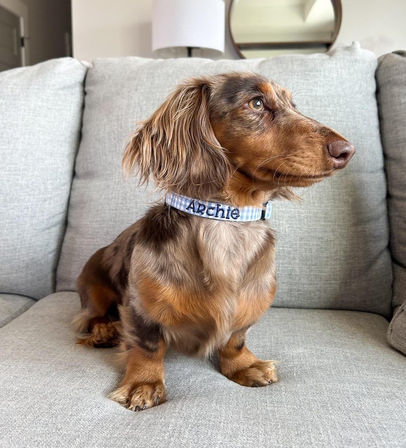 Classic charm meets everyday comfort with this blue gingham personalized collar from Duke & Fox®. Handmade with care, this timeless design adds a touch of sophistication while keeping things sweet and simple. The soft fabric and custom embroidery make it a perfect fit for stylish pets and their owners who love a clean, polished look. Ideal for daily wear, this collar combines durability, comfort, and personality in one adorable accessory.