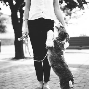 Capture every walk in style with Duke & Fox® personalized dog collars and matching leashes. Handmade in Tennessee, our collars blend comfort, quality, and charm for dogs of all sizes. Add a custom embroidered name or flower accessory to make your pup’s look truly unique. Perfect for everyday adventures or photo-ready moments.