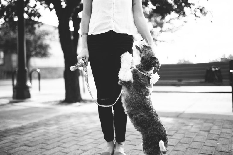 Capture every walk in style with Duke & Fox® personalized dog collars and matching leashes. Handmade in Tennessee, our collars blend comfort, quality, and charm for dogs of all sizes. Add a custom embroidered name or flower accessory to make your pup’s look truly unique. Perfect for everyday adventures or photo-ready moments.