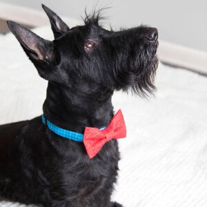 Puede incluir: Un Scottish Terrier negro con un collar azul y una pajarita roja. El perro est&aacute; mirando hacia arriba y tiene un fondo blanco.