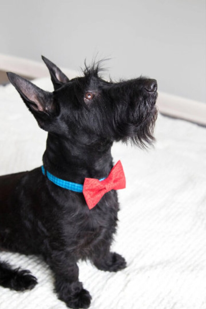 Puede incluir: Un Scottish Terrier negro con un collar azul y una pajarita roja. El perro est&aacute; mirando hacia arriba y tiene un fondo blanco.