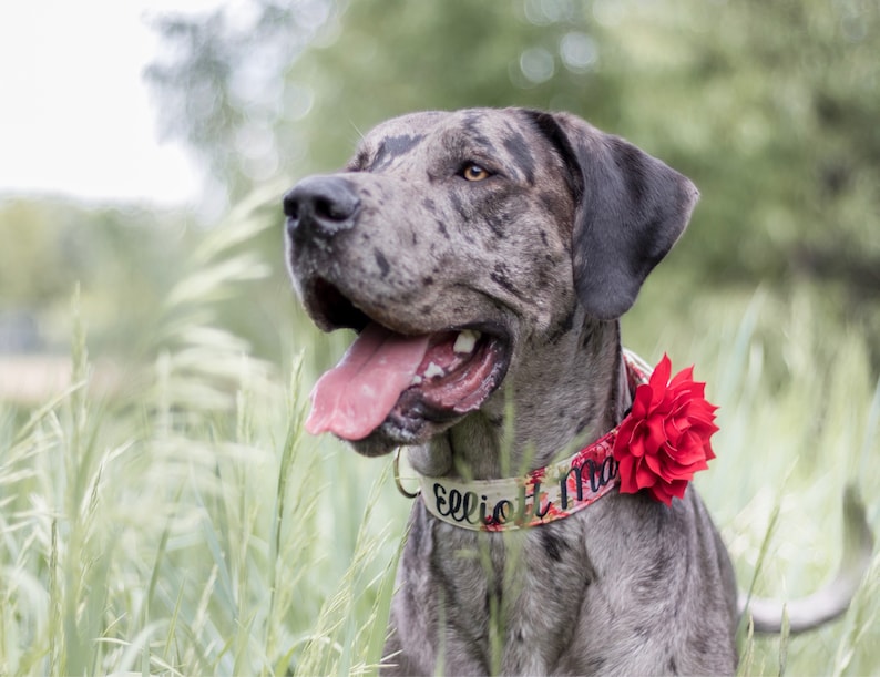 Dog Collar, Embroidered Dog Collar, Personalized Dog Collar, Floral Dog Collar, Collar, rose Collar, flower dog collar 画像 2