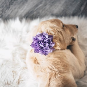 May include: A golden retriever dog with a purple flower on its head, lying on a white fluffy rug.