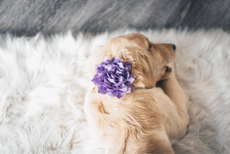 Lavendar flower modeled on dog