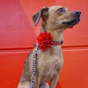 Show off your pup’s wild side with this personalized leopard print dog collar from Duke & Fox®. Handmade in Tennessee, this stylish collar features your dog’s name and contact info embroidered for a bold, custom look. Perfect for everyday wear or special outings, it combines fashion and function with durable materials and a comfortable fit—ideal for trendy dogs who love to stand out.