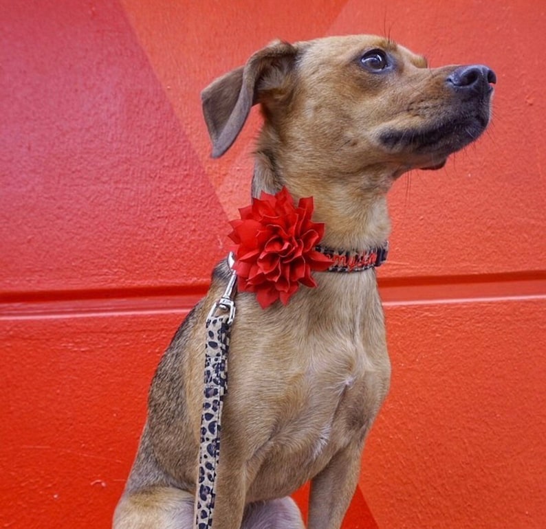 Show off your pup’s wild side with this personalized leopard print dog collar from Duke & Fox®. Handmade in Tennessee, this stylish collar features your dog’s name and contact info embroidered for a bold, custom look. Perfect for everyday wear or special outings, it combines fashion and function with durable materials and a comfortable fit—ideal for trendy dogs who love to stand out.