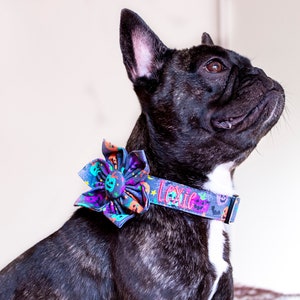 May include: A black and brindle French Bulldog wearing a Halloween-themed collar and flower. The collar is decorated with pumpkins and the name "Lexie". The flower is blue, purple, and orange.