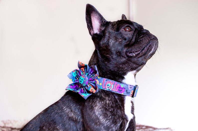 May include: A black and brindle French Bulldog wearing a Halloween-themed collar and flower. The collar is decorated with pumpkins and the name "Lexie". The flower is blue, purple, and orange.