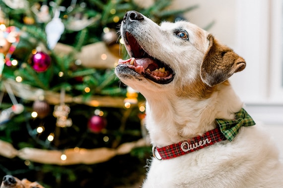 Duke dog cheap collar