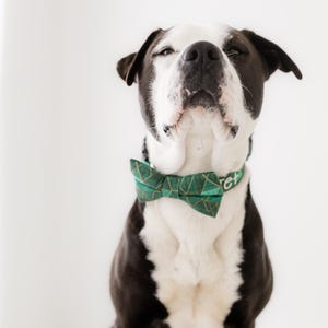 May include: A black and white dog wearing a green bow tie with a geometric pattern. The dog is looking up with its eyes closed. The dog's collar has the word "Pet" on it. The background is white.
