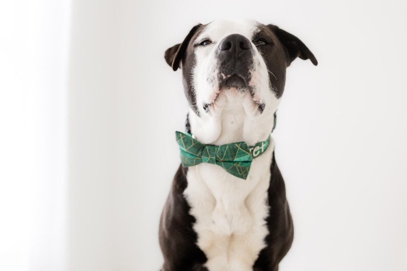 May include: A black and white dog wearing a green bow tie with a geometric pattern. The dog is looking up with its eyes closed. The dog's collar has the word "Pet" on it. The background is white.