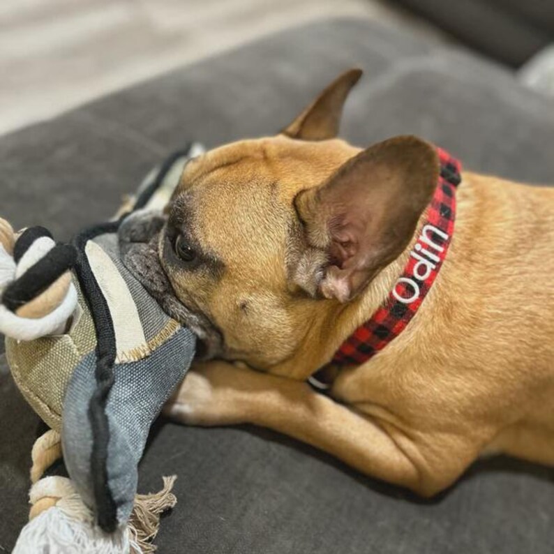 May include: A tan French Bulldog with a black muzzle chewing on a gray, white, and black fabric toy. The dog wears a red and black buffalo plaid collar with the name Odin embroidered in white thread on the side of the collar strap.
