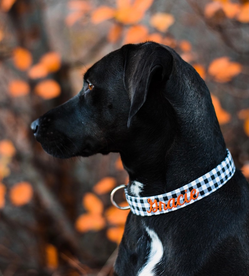 Embroidered Dog Collar by Duke and Fox. Custom Dog Collar. Engraved Dog Collar. Personalized Dog Collar by Duke & Fox. Dog Collar with Name and Phone number. Dog ID. Black lab modeling black gingham collar with orange thread.