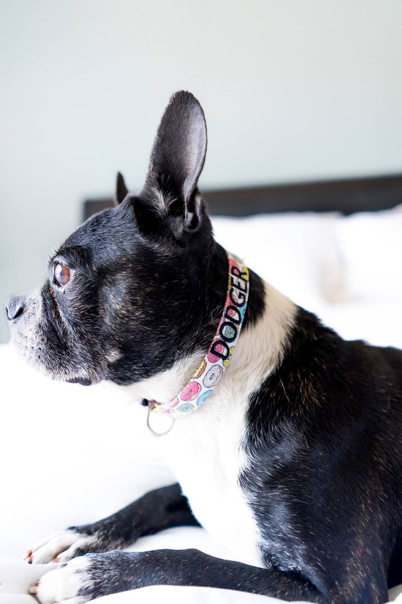 donut dog collar
