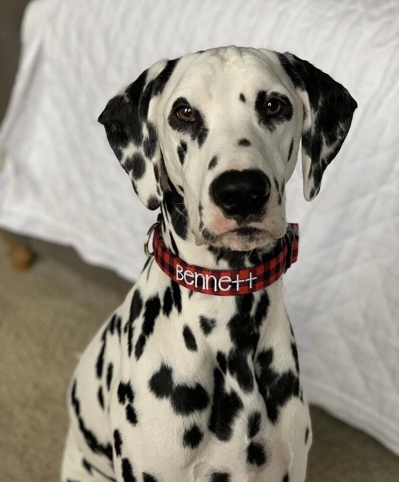 This stylish Dalmatian shows off the Duke & Fox® Red Buffalo Plaid Dog Collar — a timeless look for any pup. Handmade in Tennessee, this personalized collar combines durable nylon with cozy flannel-style fabric and custom embroidery for your dog’s name or phone number. The bold red and black plaid stands out beautifully against any coat, adding charm and function for everyday wear.