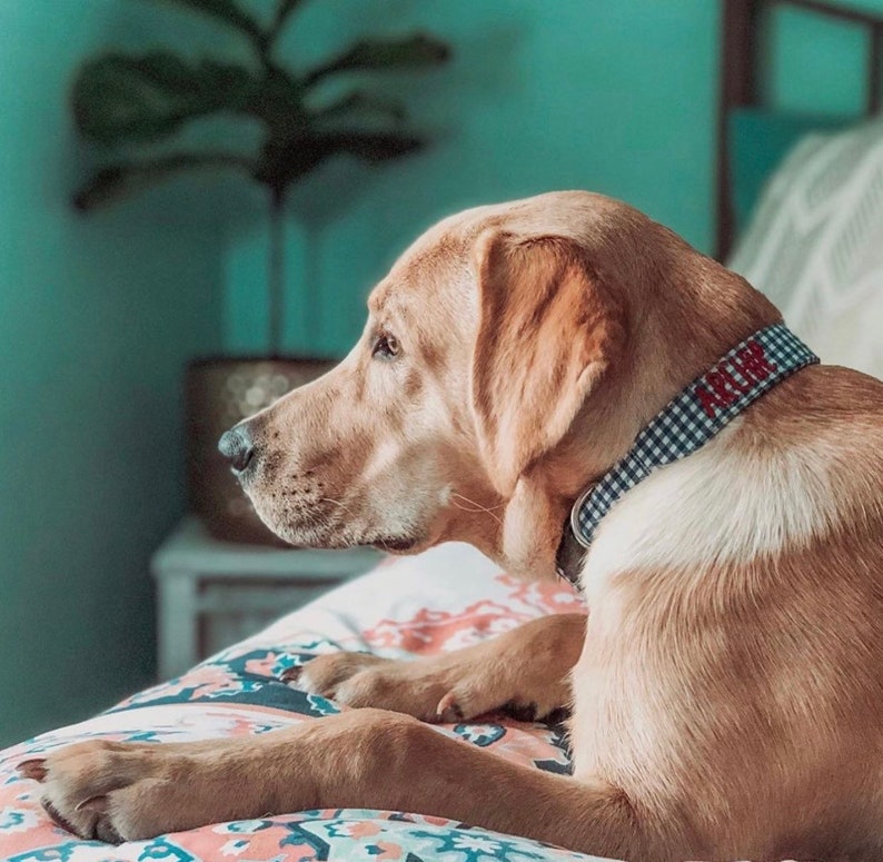Make your pup stand out with a Duke & Fox® personalized dog collar! This handmade blue gingham collar features your dog’s name beautifully embroidered for a timeless, classic look. Crafted in Tennessee, each collar combines comfort, durability, and charm — perfect for everyday wear or special occasions.
