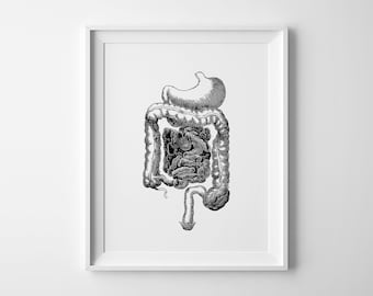 Digestive System Poster, Human Anatomy Wall Art, Medical Office Art, Anatomy Digital Print, Gastroenterology Gift