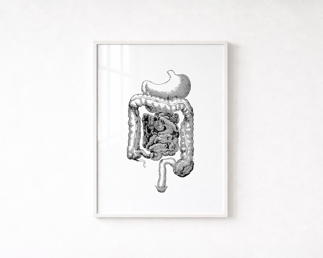 Digestive System Anatomy Print, Vintage Medical Art (digital Download ...