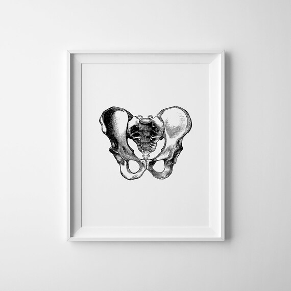 Hips Anatomy Print, Medical Wall Art, Vintage Anatomy Art, Med Student Gift, Skeleton Poster, Pelvis Bone