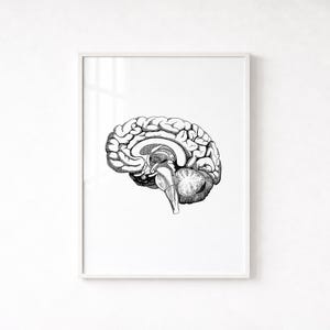 Vintage Brain Anatomy Print, Neuroscience Wall Art (Instant Download)