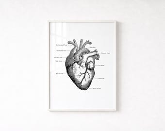 Anatomy Of The Heart Poster, Educational Medical Print, Med  Student Art, Instant Download