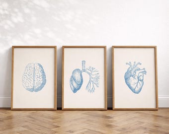 Anatomy Art Set of 3 Prints, Brain, Lungs, Heart, Vintage Illustration, Medical Art Series