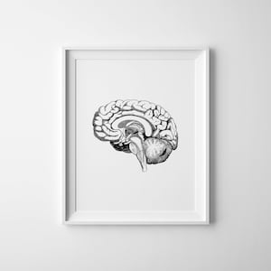Brain Anatomy Print, Human Anatomy Art, Anatomical Poster, Vintage Illustration, Neuroscience Art, Instant Download
