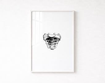 Sacrum Bone Vintage Illustration, Medical Wall Art, Digital Print