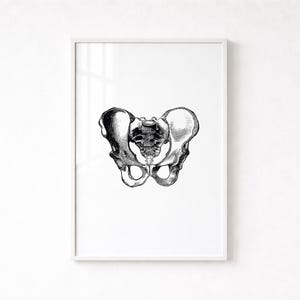 Hips Anatomy Print, Vintage Medical Wall Art (Digital Download)