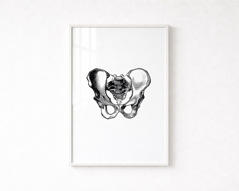 Hips Anatomy Print, Vintage Medical Wall Art (Digital Download) image 1
