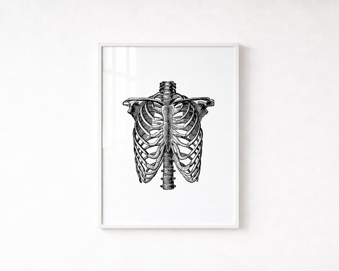Vintage Rib Cage Anatomy Print, Skeleton Bones Medical Wall Art ...