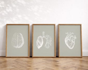 Set of 3 Anatomy Wall Art, Brain Lungs Heart, Sage Green Vintage Medical Illustrations (Digital Download)