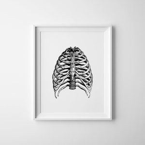 Rib Cage Wall Art, Anatomical Illustration Art, Human Anatomy Print, Skeletal System Poster, Doctor Office Decor, Instant Download